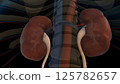 Human kidney anatomy for medical concept 3D rendering 125782657