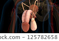 Male reproductive system anatomy for medical concept 3D rendering 125782658