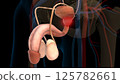 human urinary system prostate gland anatomy for medical concept 3D rendering 125782661