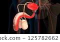 Human urinary bladder anatomy for medical concept 3D rendering 125782662