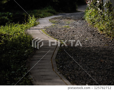 A path of sunlight filtering through the trees | A photo of a quiet, small walking path through nature 125782712