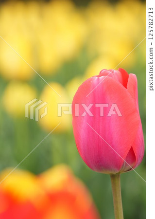 Adorable pink tulips blooming in the spring sunshine 125782713