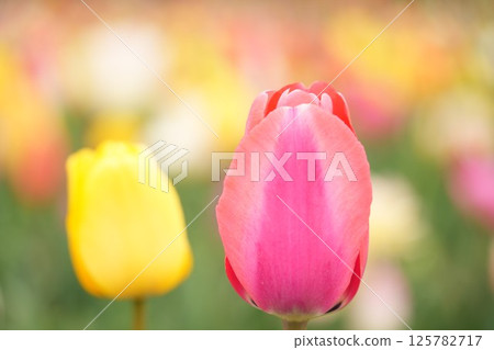Adorable pink tulips blooming in the spring sunshine Adorable pink tulips blooming in the spring sunshine 125782717