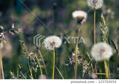 Several fluffy dandelion seed heads on slender stems among grass and other plants. Soft, diffused light. Several fluffy dandelion seed heads on slender stems among grass and other plants. Soft, diffused light. 125783059
