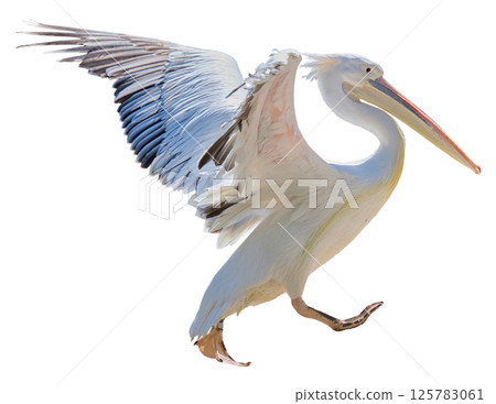 White adult pelican flapping wings on isolated background 125783061