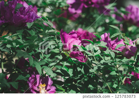 Lush purple peony flowers with vibrant yellow stamens, in full bloom amidst dense green foliage in a garden setting 125783073