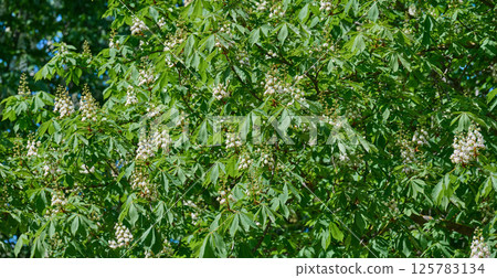 Lush green Horse Chestnut tree Aesculus in full bloom with white and pink flowers 125783134