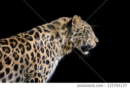 Powerful spotted leopard in profile against a black background. Powerful spotted leopard in profile against a black background. 125783137