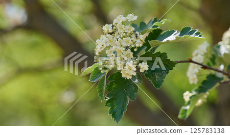 Delicate white flowers and buds of Sorbus graeca blooming in spring. Green leaves. Detailed close-up of the plant Delicate white flowers and buds of Sorbus graeca blooming in spring. Green leaves. Detailed close-up of the plant 125783138