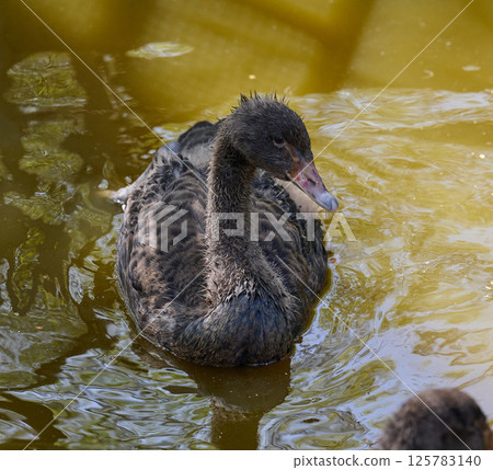 Portrait of a juvenile black swan cygnet swimming in muddy water. Young bird in natural wildlife setting 125783140