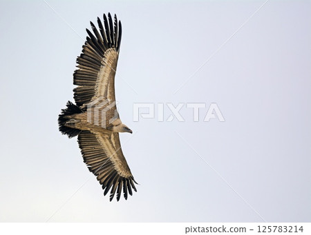 Griffon Vulture (Gyps fulvus), Crete 125783214