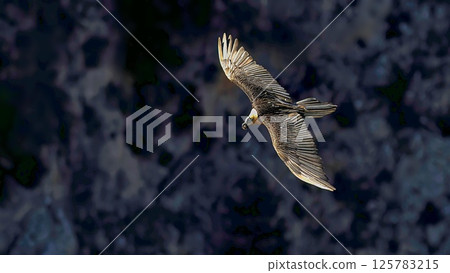 Bearded Vulture (Gypaetus barbatus), Crete 125783215