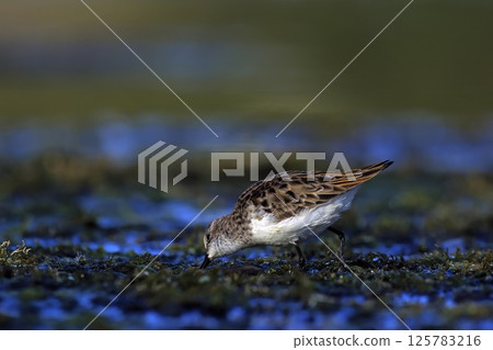 Little Stint (Calidris minuta), Crete, Greece 125783216