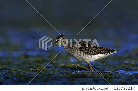Wood Sandpiper - Tringa glareola, Crete 125783217