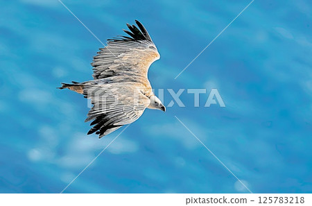 Griffon Vulture (Gyps fulvus), Crete, Greece Griffon Vulture (Gyps fulvus), Crete, Greece 125783218