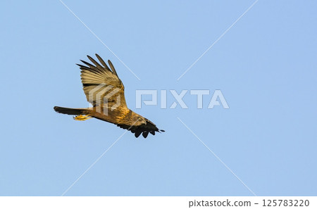 Marsh Harrier (Circus aeroginosus), Crete 125783220