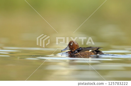 Ferruginous Duck - Aythya nyroca, Crete Ferruginous Duck - Aythya nyroca, Crete 125783222