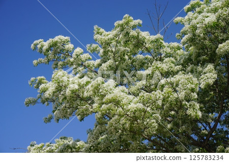 "Nanja Monja" flowers in full bloom "Nanja Monja" flowers in full bloom 125783234