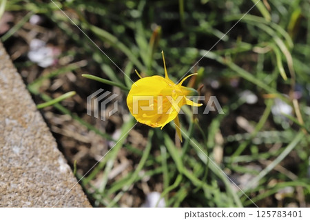 春天花園裡盛開的黃色本土襯裙水仙花(水仙球) 春天花園裡盛開的黃色本土襯裙水仙花(水仙球) 125783401