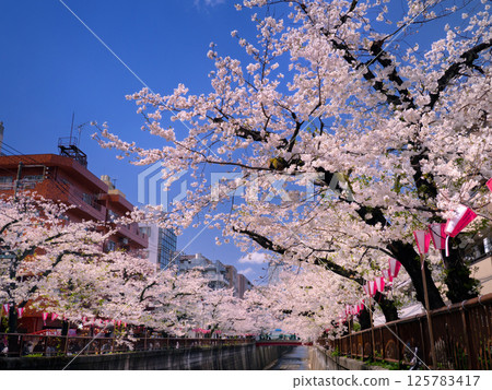 Cherry blossom trees along the Meguro River, Nakameguro, Tokyo Cherry blossom trees along the Meguro River, Nakameguro, Tokyo 125783417
