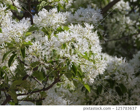 "Nanja Monja" flowers in full bloom "Nanja Monja" flowers in full bloom 125783637