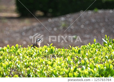 A white-throated sparrow in a tea field 125783764