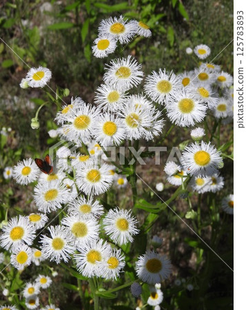 Hallion flowers Hallion flowers 125783893