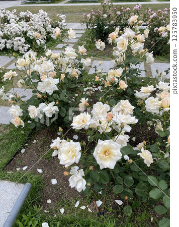 花園裡盛開的玫瑰:純淨優雅的花景 花園裡盛開的玫瑰:純淨優雅的花景 125783950