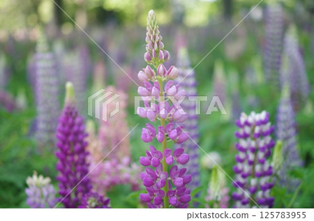羽扇豆花開 羽扇豆花開 125783955