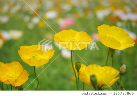 Poppies blooming in spring flower bed Poppies blooming in spring flower bed 125783966