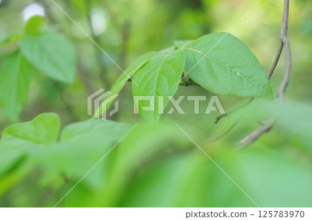 Fresh green 125783970