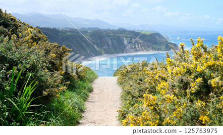 A scenic coastal hiking path leads through blooming yellow wildflowers toward a breathtaking beach below steep cliffs. A scenic coastal hiking path leads through blooming yellow wildflowers toward a breathtaking beach below steep cliffs. 125783975