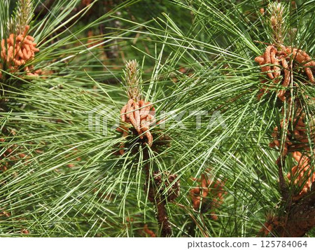 Loblolly Pine Flowers Loblolly Pine Flowers 125784064