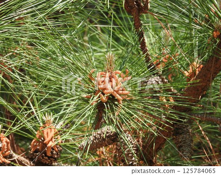 Loblolly Pine Flowers Loblolly Pine Flowers 125784065