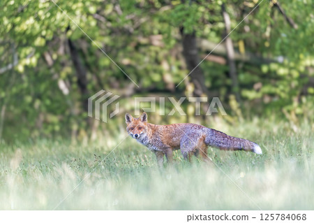 Red fox is posing in the morning meadow. 125784068
