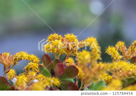 Sedum palmeri is a winter-hardy plant with long-lasting flowers. 125784454