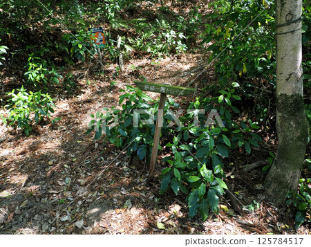 [山牌] 京都環線、東山路線（2025） 125784517