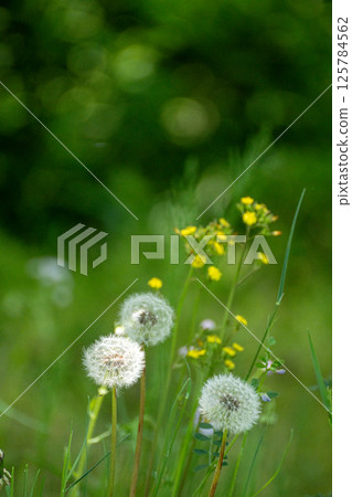 Field of spring Field of spring 125784562