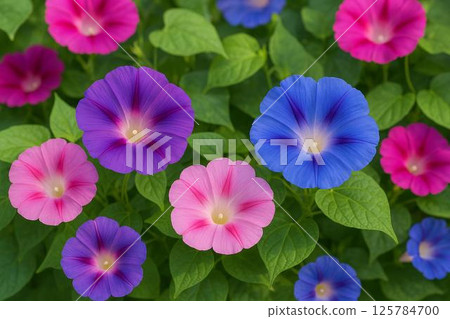 Morning glory 125784700