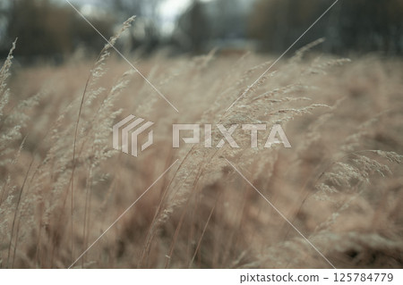 Close-Up of Dry Grass Blades in a Meadow with Soft Blurry Background 125784779