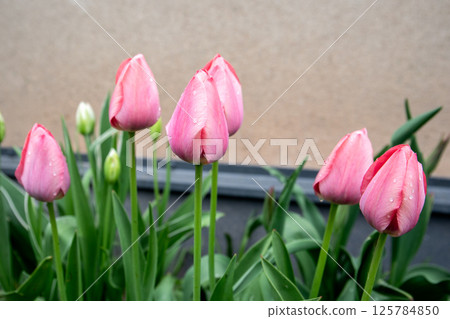 Pink Tulips with Dew Drops Growing in Garden Pink Tulips with Dew Drops Growing in Garden 125784850