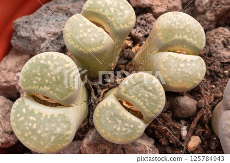 Lithops succulent macro, live stones close up, pebble plants cactus desk pot Lithops succulent macro, live stones close up, pebble plants cactus desk pot 125784943
