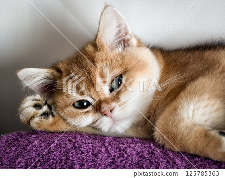 Cute fluffy cat resting comfortably on a purple blanket in a cozy indoor setting during the daytime Cute fluffy cat resting comfortably on a purple blanket in a cozy indoor setting during the daytime 125785363