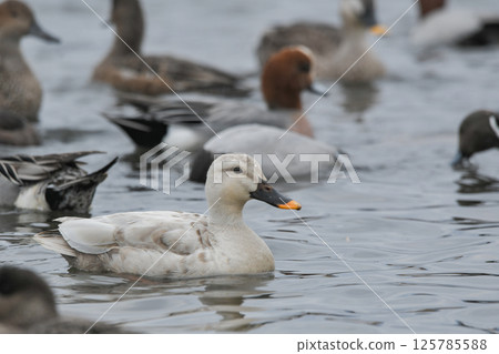 White cargamo 125785588