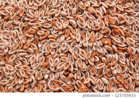 Plantago Ovata Seeds Isolated, Psyllium Husk, Isabgol Ispaghula 125785653
