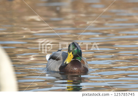 Mallard Mallard 125785745