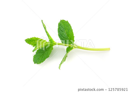 Mint twigs isolated. Peppermint sprig, fresh mentha stem, green spearmint branch with leaves 125785921