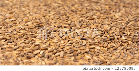 Milk thistle seeds, silybum marianum grains, dry blessed milkthistle fruits, variegated thistle kernels 125786093