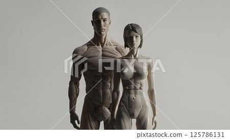 Human Anatomy Models: Front View of Male and Female Muscles 125786131