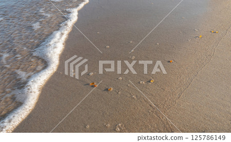 Amber stones on sea coast. Amber gems search on Baltic sea shore, fossilized tree resin crystals on sand Amber stones on sea coast. Amber gems search on Baltic sea shore, fossilized tree resin crystals on sand 125786149